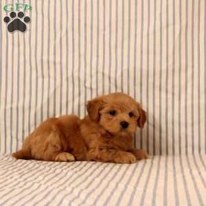 Kyle, Maltipoo Puppy